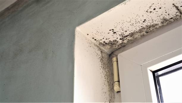 Best Black Mold Removal  in Temperance, MI