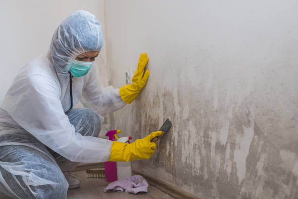Best Attic Mold Removal  in Temperance, MI