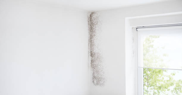 Best Forensic Mold Investigation  in Temperance, MI